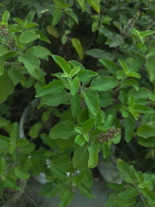 Tulsi_leaf_tea